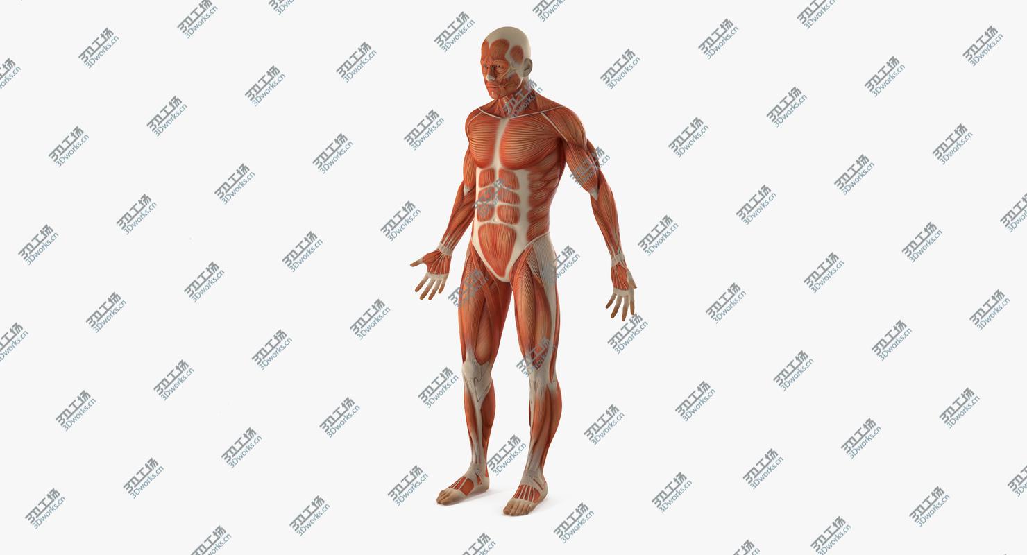 images/goods_img/2021040232/Male Anatomy Muscular System 3D model/3.jpg